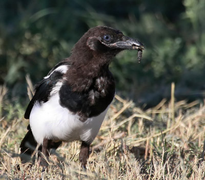 Black-billed Magpie