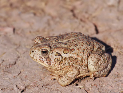 Woodhouse's Toad