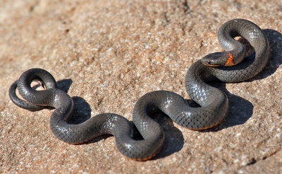 Ring-necked Snake