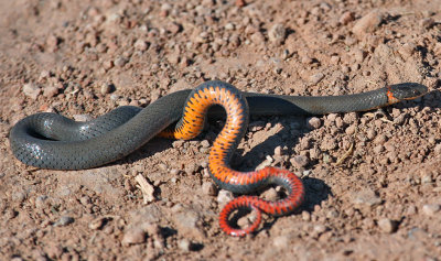 Ring-necked Snake