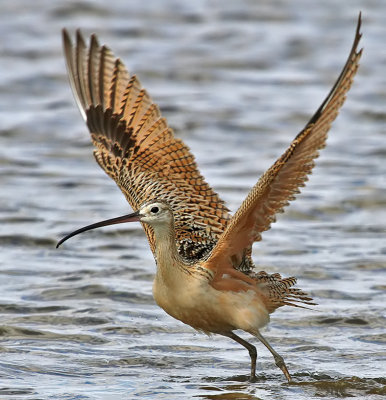Long-billed Curlew