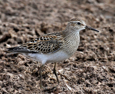 Pectoral Sandpiper