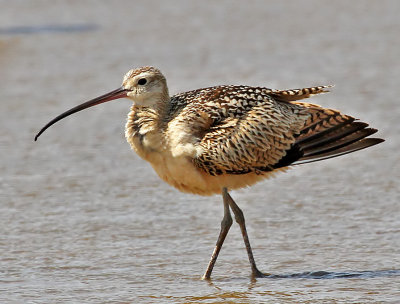 Long-billed Curlew