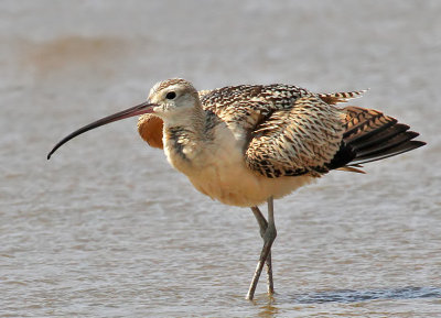 Long-billed Curlew