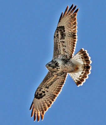 Rough-legged Hawk