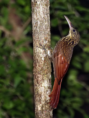 Ivory-billed Woodcreeper