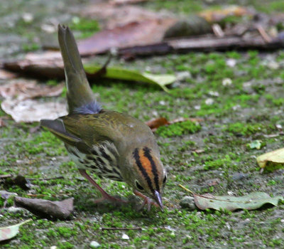 Ovenbird