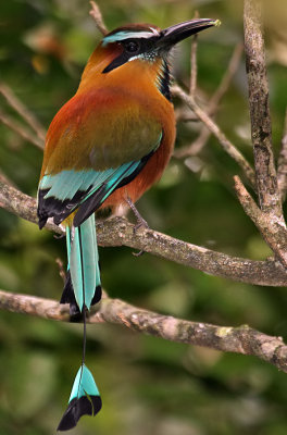 Turquoise-browed Motmot