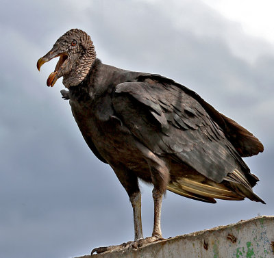 Black Vulture