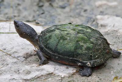 Creaser's Mud Turtle