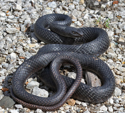 Eastern Coachwhip Snake