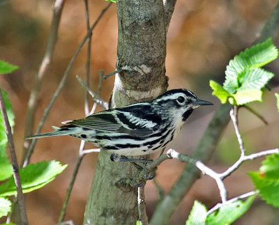 Black-and-white Warbler