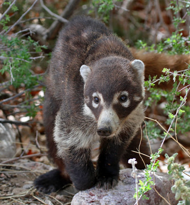 White-nosed Coati