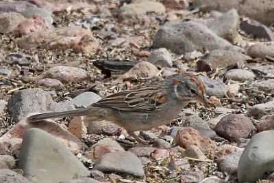 Rufous-winged Sparrow