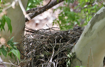 Northern Goshawk