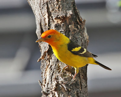 Western Tanager