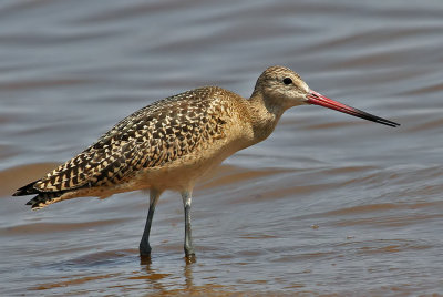 Marbled Godwit
