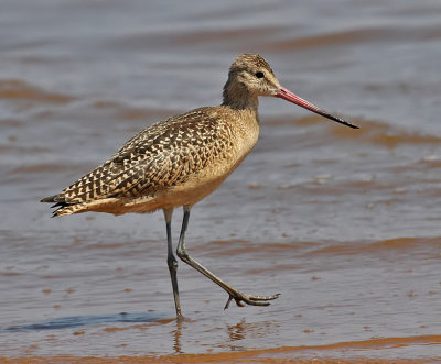Marbled Godwit