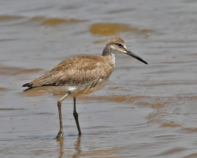 Willet