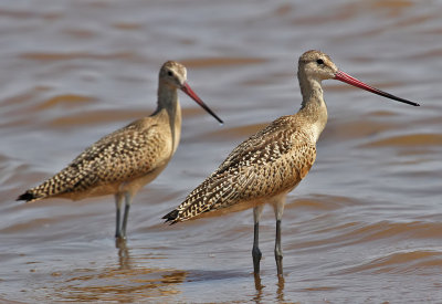 Marbled Godwits