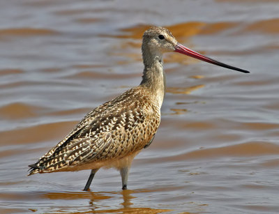 Marbled Godwit