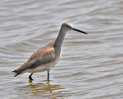 Willet