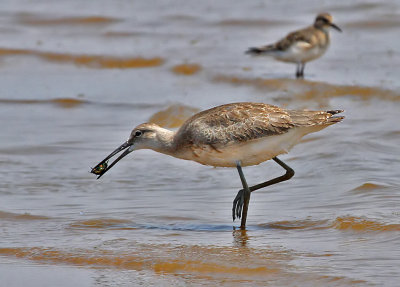 Willet