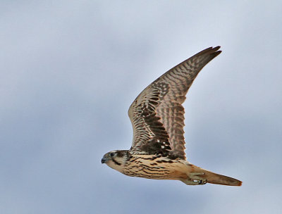 Prairie Falcon
