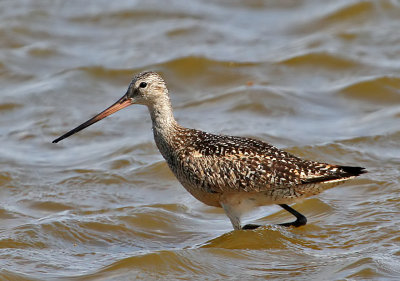 Marbled Godwit