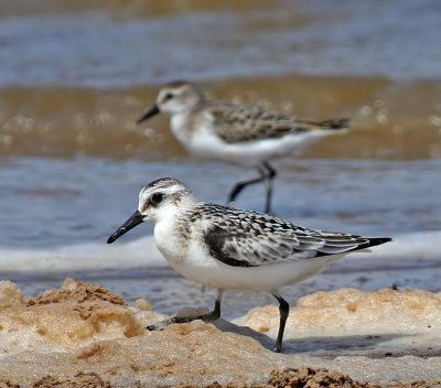 Sanderling