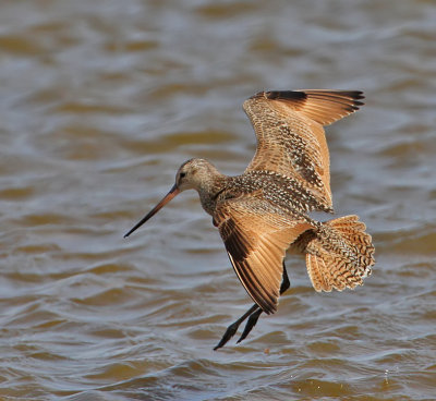Marbled Godwit