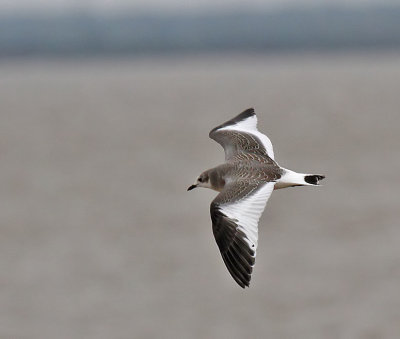 Sabine's Gull