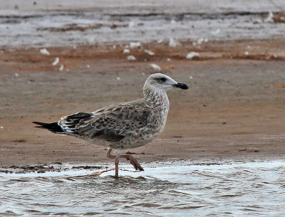 Lesser Black-backed Gull