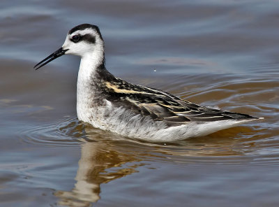 Red-necked Phalarope