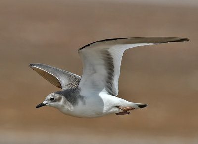 Sabine's Gull