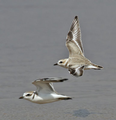 Snowy Plover