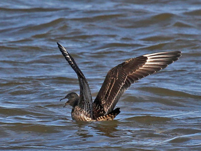 Parasitic Jaeger