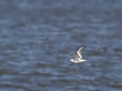 Red Phalarope