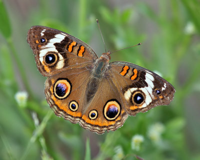 Common Buckeye