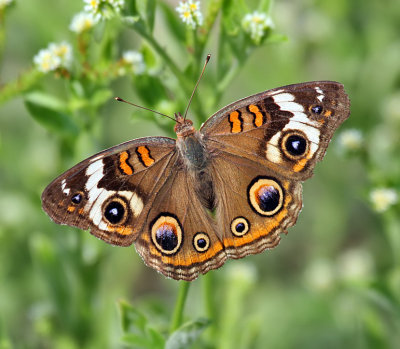 Common Buckeye