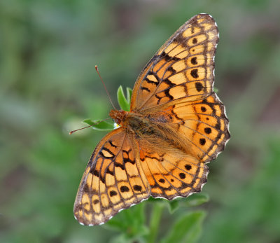 Variagated Fritillary