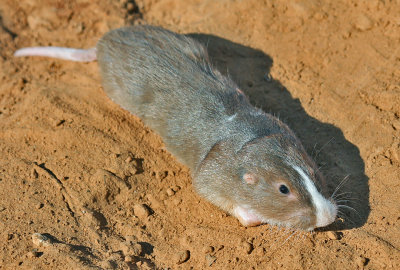 Plains Pocket Gopher