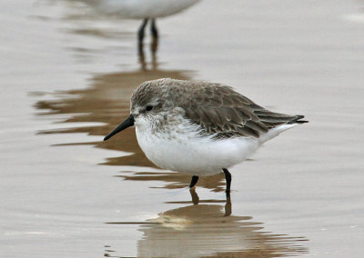 Western Sandpiper