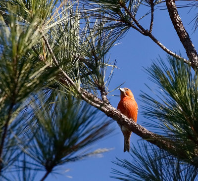 Red Crossbill