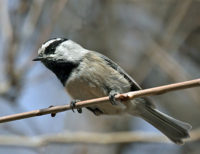 Chickadees, Titmice, Creepers, Nuthatches & Wrens