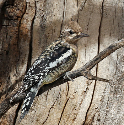 Yellow-bellied Sapsucker