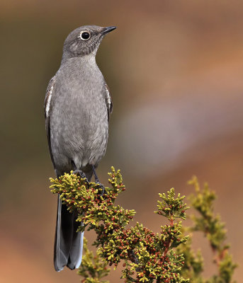 Townsend's Solitaire