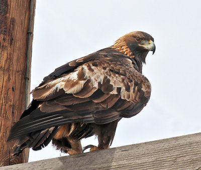 Golden Eagle