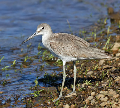 Willet
