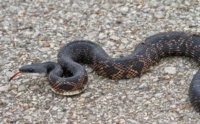 Black Rat Snake